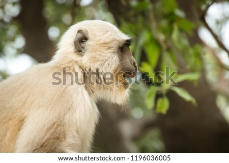 monkey with white fur on the background of green trees. monkey in a natural habitat in the jungle.