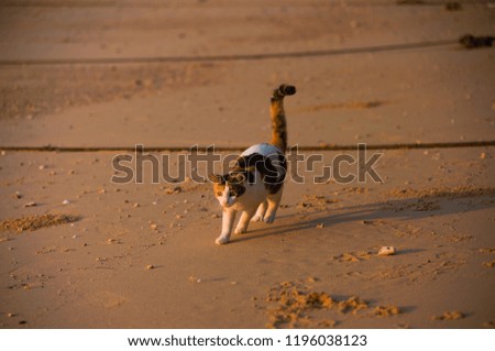 Cat on the beach in the morning
