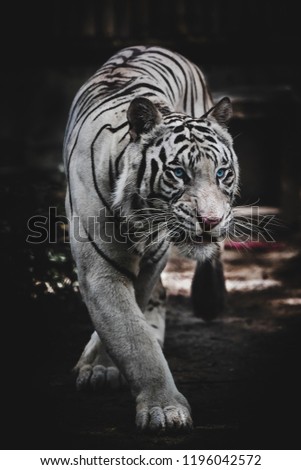 White tiger Walking