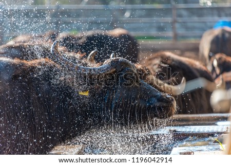 Water Buffalo at Buffalo Mozzarella Farm in Cilento in Southern Italy Royalty-Free Stock Photo #1196042914