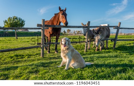 Golden Retriever with Horse and Donkeys Royalty-Free Stock Photo #1196043451