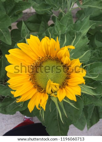 Beautiful sunflower bloom in the morning view