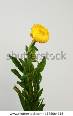 Yellow helichrysum ( Straw flower )blooming on white background