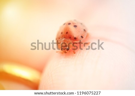 ladybird hold on finger with golden ring means coming of love forever