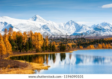 Kidelu lake, snow-covered mountains and autumn forest in Altai Republic, Siberia, Russia Royalty-Free Stock Photo #1196090101