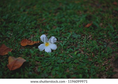 Plumeria flower fall on the ground