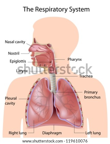 The respiratory system, labeled Royalty-Free Stock Photo #119610076