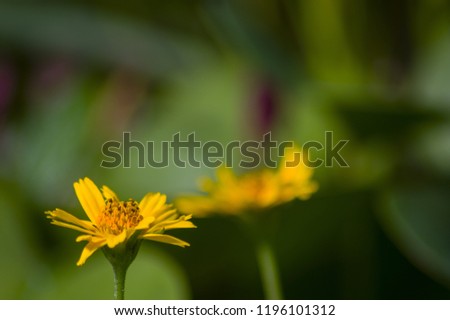 Macro Image of Yellow Flower in Abu Dhabi, UAE
