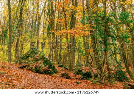 Large stones, fallen leaves - a picturesque autumn forest landscape in the mountains