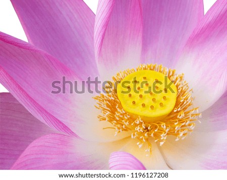 beautiful pink Lotus flower isolated on white background