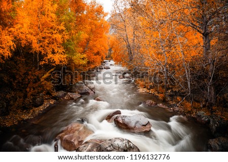 River and yellow trees in autumn forest, Altai Republic, Siberia, Russia. Long exposure shoot