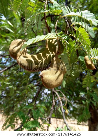 Tamarind tree with nature