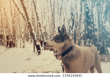 Husky dog standing in the snow. Black and white Siberian husky with blue eyes on a walk in winter park.