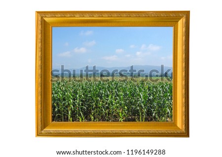 Beautiful corn farm in golden frame