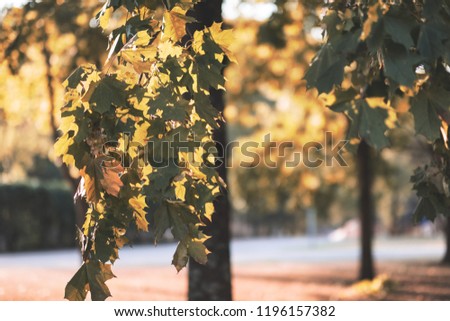 birch trees with yellow and green leaves in autumn park with blur background before winter - vintage retro look
