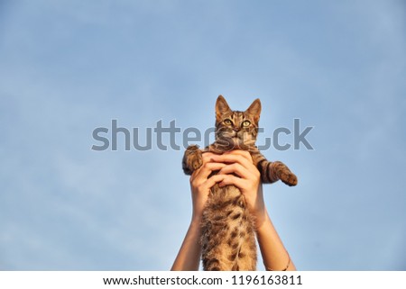 Disgruntled cat in hand. Cute cat. Girl holding cat in her arms. Montenegro.