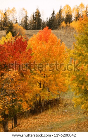 most beautiful autumn landscape photos.artvin/savsat
