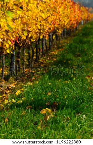 october vineyard, yellow and orange grape leaves on vine plants