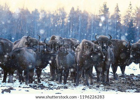 Aurochs bison in nature / winter season, bison in a snowy field, a large bull bufalo