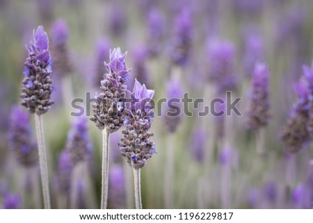 Isolated Lavender, shallow depth of field with room for text, background, landscape orientation.