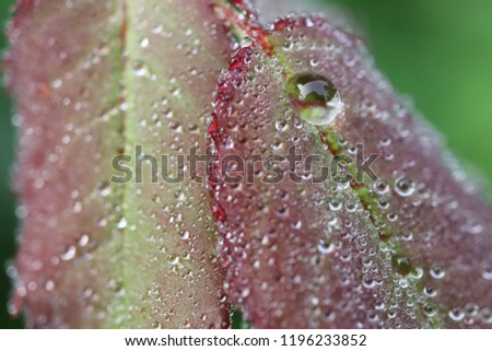 Drops of morning dew on red-green young leaves of a rose on a cool autumn morning. Close-up. Macro. Soft focus effect.