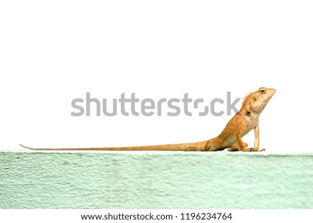 Chameleon on the wall and white background.