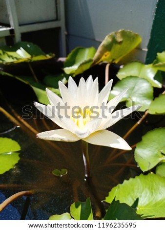 White lotus flower backgrounds