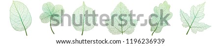 Set leaves of green on white. Vector illustration. EPS 10. Royalty-Free Stock Photo #1196236939