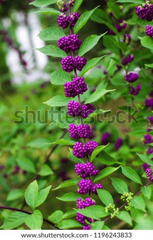 purple berry in the park