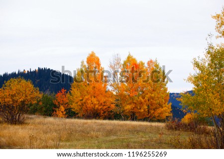 most colorful seasons autumn.artvin /savsat