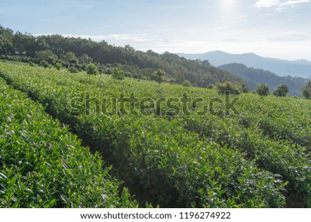 Unique background with fresh green tea leaves, tea hill. Picture use for tea production, advertising, design, marketing, packaging and more