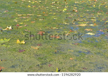 Closeup photograph of a particularly persistent algal bloom in a body of freshwater suffering from severe eutrophication, taken in autumn, on October 4, 2018 in  Leuven, Belgium.
