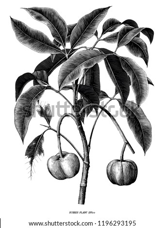 Rubber plant botanical hand draw vintage engraving  clip art isolated on white background