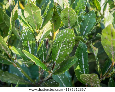 scale insects sucking on laurel plant - Ceroplastes japonica