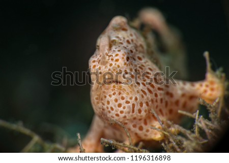 Painted frogfish(Antennarius pictus). Picture was taken in  Lembeh strait, Indonesia
