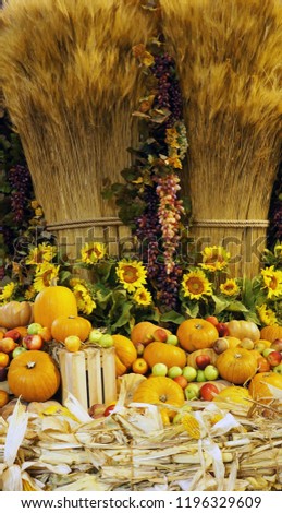  Festival "Golden autumn". Installation of haystacks, pumpkins, grapes, sunflowers.  Harvest.  Thanksgiving Day.                                                      