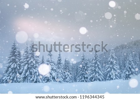 Mysterious landscape majestic mountains in winter. Magical snow covered tree. Photo greeting card. Bokeh light effect, soft filter. Carpathian Ukraine Europe.