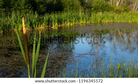 Typha latifolia in small pond. Water reflecting in the background.