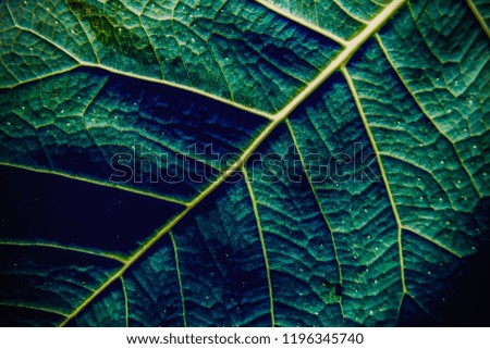 The surface of green leaves. Tropical Leaf Pattern In the garden for texture background. color dark flat lay tone for input text.