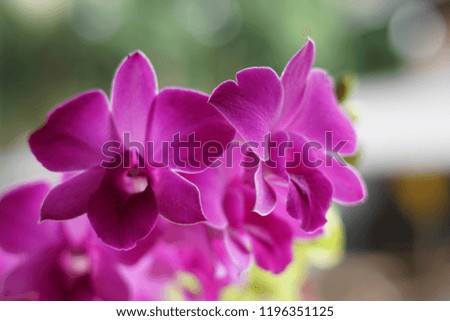 Purple Orchid in the garden