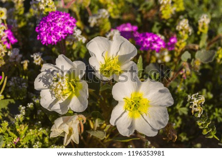 Desert Super Bloom Flowers