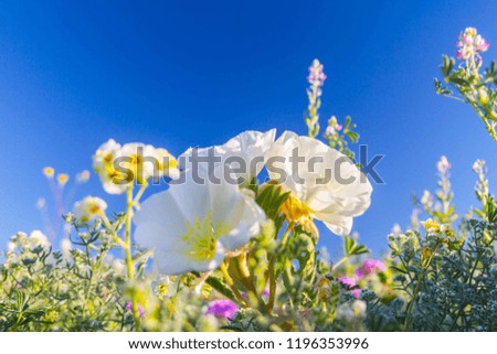 Desert Super Bloom Flowers