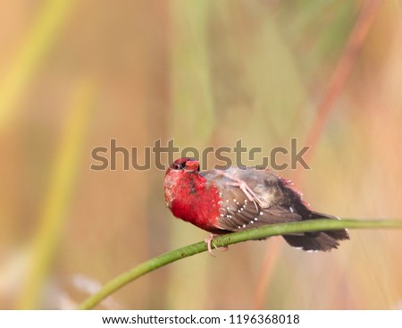  Red avadavat, munia or strawberry finch (Amandava amandava)