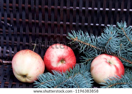 Branches of blue spruce and ripe fragrant apples. Against the background of a wicker vine.