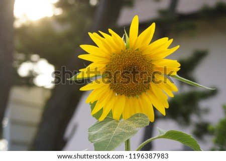 sun flower summer