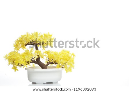 Bonsai , multicolor flowers on white isolated background