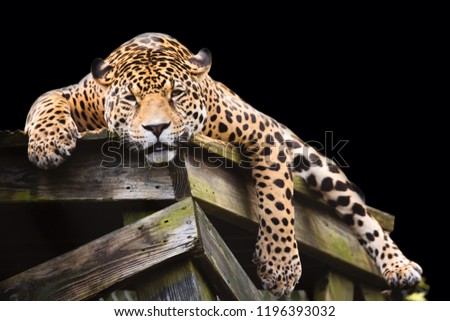 Watchful Jaguar on Wooden Ledge, Black Background