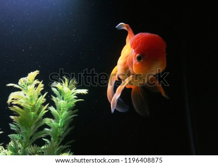 Oranda Goldfish pet floating in aquarium with black background