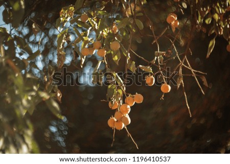The edible fruit of  persimmon tree. The picture were taken in Turin, Italy, at the beginning of October 2018.