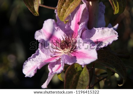 Blooming cultivar Clematis sp. 'Dr. Ruppel' in the autumn garden